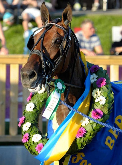 Travdronningen Delicious er klar igen. Foto Kanal 75