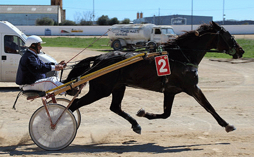 Trebols lillesøster, 3-årige Dolca er gidt på vej og har forelæbig vundet 14 sejre i 18 starter!. Foto Hippodrome de Mao