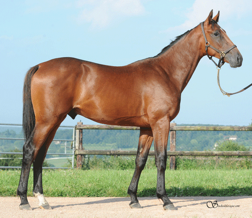 Dream Madrik efter Prix d'Amerique.vinderen Royal Charm bkev Deauville-auktionens dyreste solgte åring