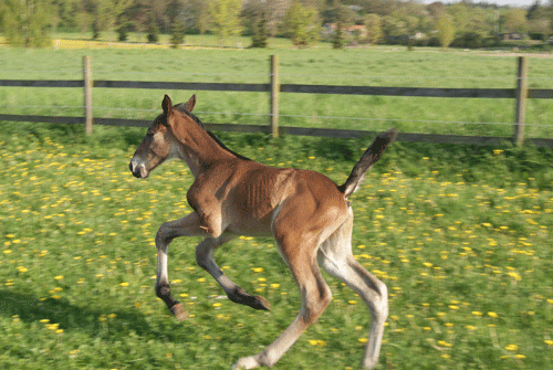 Easy so Easy bliver navnet på hingtstføllet efter Briad Bahn . Deni Cheval.