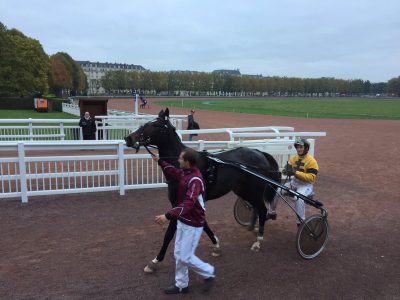 Enchilada Face på vej til stalden efter formiddagens prøveløb. Foto Arqana Trot