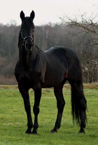 ENS Snapshot - bedรฆkkede 63 danske hopper i fjor.