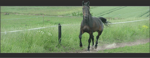 ENS Snapshot - blev også i 2015 Danmarks mest benyttede avlshingst