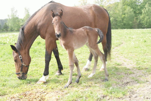 Eyesforshowtime skal hoppeføllet efter Broad Bahn - Ultra Håleryd døbes.