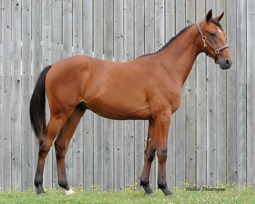 Faarron de Viette, der kostede 85.000 Euro. Foto Arqana TRot