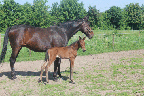 HIngstføl efter Muscle Massive - Farianne PL