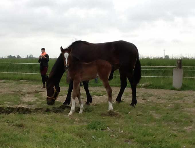 Hingstfรธl efter WIshing Stone First Lady Jet