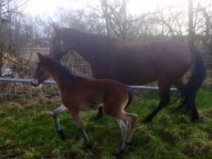 Tano Borks lillesøster