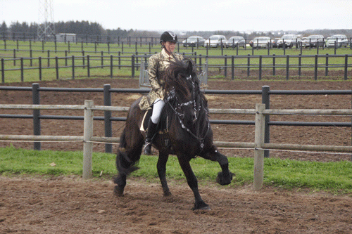 Opvisning med Frieser-heste