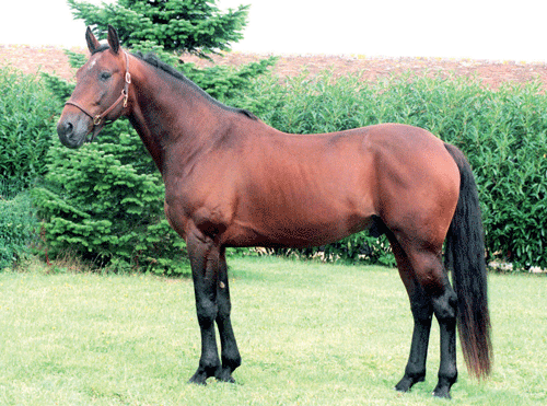 Goetmals Wood er fader til Midnight Dream