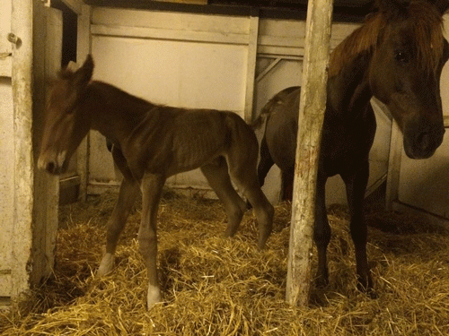 Gossip Gal og føl efter den dramatiske fødsel natten til søndag,