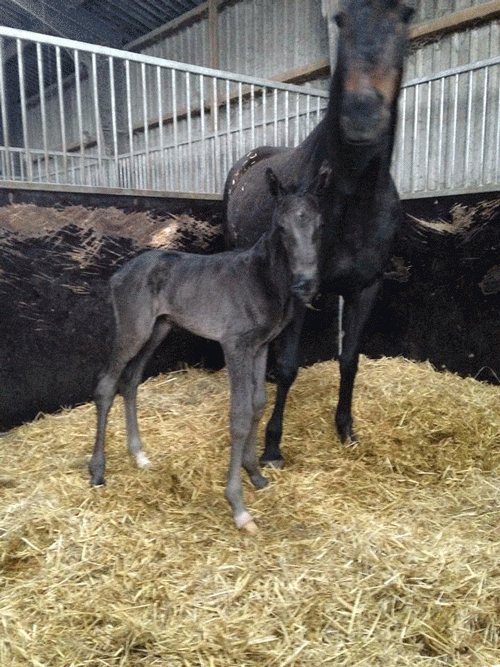 Hejsa Reerstrup med hingstføl efter Up and Quick. Foto privat