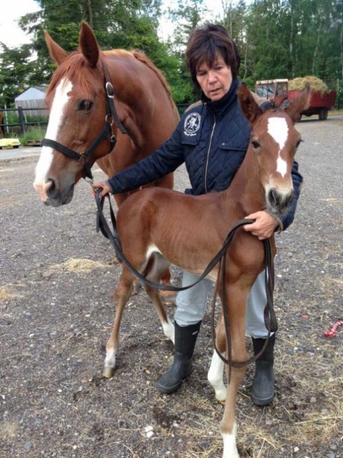 Axels moder Hioubov Lykke er også rød . her med sit føl fra 2015, Dear John (Ganymede)