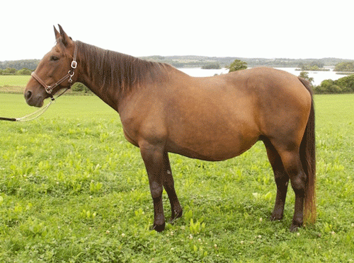 Hostess - lillesøster til Viking Kronos . i fol ved Muscle Hill.