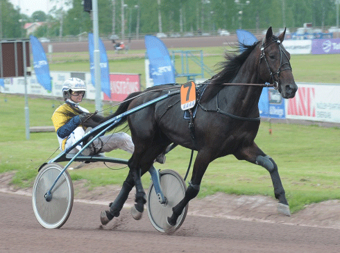 Indigious – ny avlsstjerne i Tyskland