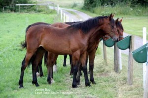 Kriteriumsvinderen Jontte Boy som den sรฅ ud som plag pรฅ Milgun Stud Farm ved Susanne Juel.