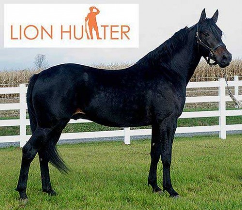Lionhunter . hekbroder til Granturismo er opstaldet pรฅ Midland Acres i Ohio.. Foto Midland Acres