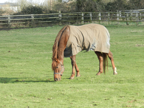 Love You gør comeback som avlshingst