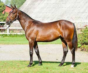 Magic Tile - hingst ved Cantab Hall