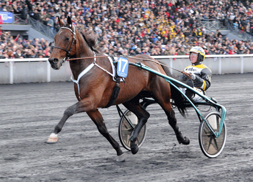 Maharajah vandt ikke bkot Derby, men ogsรฅ Prix d'Amerique. Foto Kanal 75