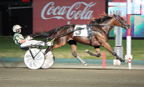 Maven genforenes med Yannick Gingras i Prix d'Amerique. Lisa Photo.