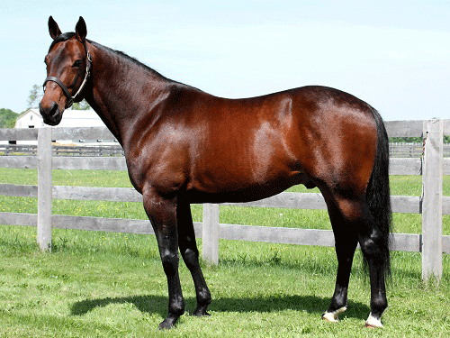 Muscle Massive . er kommet godt fra start i avlen.