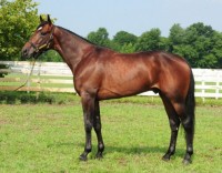 Hele verden vil have en Muscle Hil