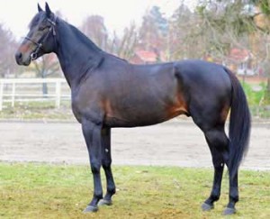 Muscle Wiking BR hvis 3/4-søster i eftermiddag debuterer i Aalborg.