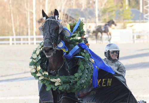 Nahar med Robert Bergh var en af lørdagens V75-vindere. Foto Kanal 75