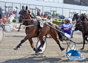 Amatørkusken Jørgen Sthelis bag sin favorithest Next Point