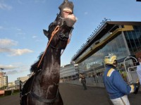 Nuncio har fået feber og må udgå i aften på Solvalla. Foto Kanal 75