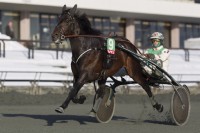 Copenhagen Cup-vinderen Orali er bkandt de hingste, der fremstilles for DTCs Avlskommision i nรฆste uge