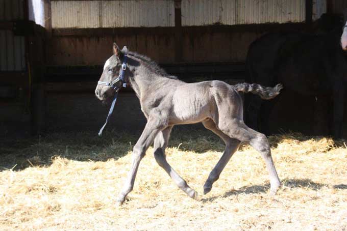 Our LOve i skarpt trav