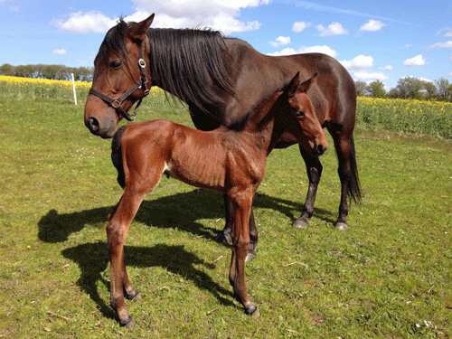 outstrip-la-marc-2016