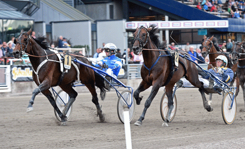 Bjรธrn Goop-trรฆnede Pacific med Erik Sfielsson nedkรฆmper storfavoritten Uncle Lasse pรฅ Solvalla. Foto Kanal 75