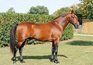 Dubois-hingsten Password har 3 afkom med i Criterium des Jeunes.