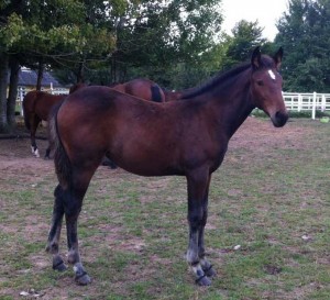 Peak a Boo, som han så ud som åring. Foto Peak Breeding