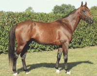 Prodigious . fader til El Rompido