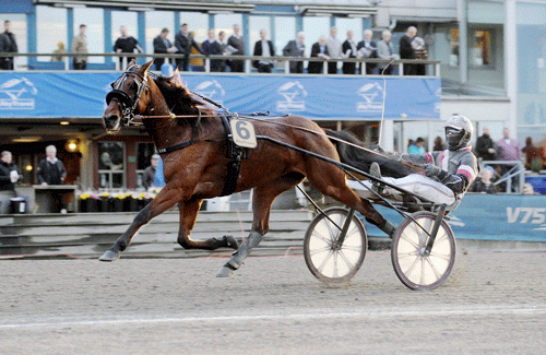 Quick Fix, der nyligt vandt Kloster Skogen Grand Prux, kommer til Lundens Jubilæumsløb. Foto Kanal 75