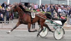 Race Cowboyland er en af flere anoartsheste, der er i træning hos Team Friis i Skive,