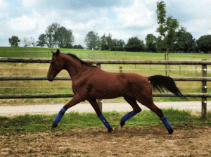 Rocky PH  er tiklbage i løbene i morgen. Foto Michelle Mønster