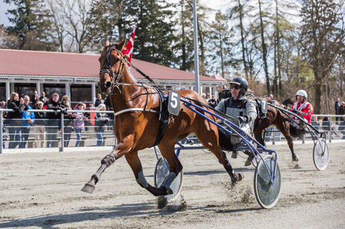 San Siro med John MIkkelsen, Foto Torben Ager - travfoto Bornholm)
