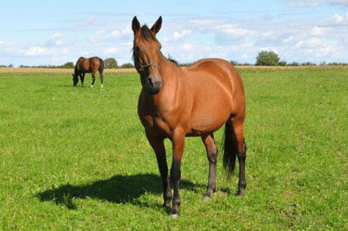 Savvy Yankee. Arkivfoto