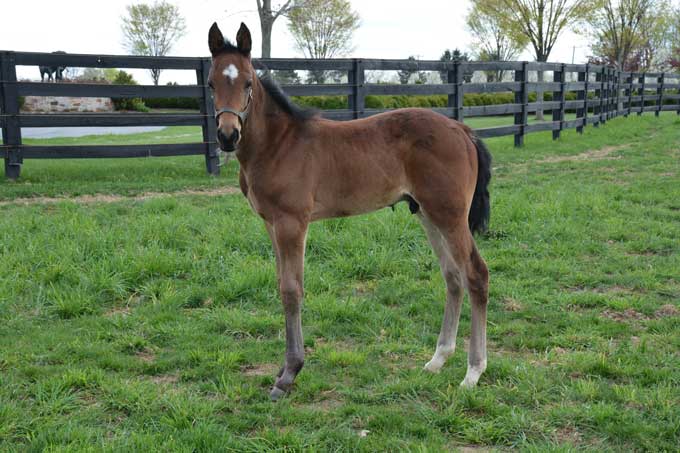 Hingstfรธl efter WIshing Stone - Sequin Hanover