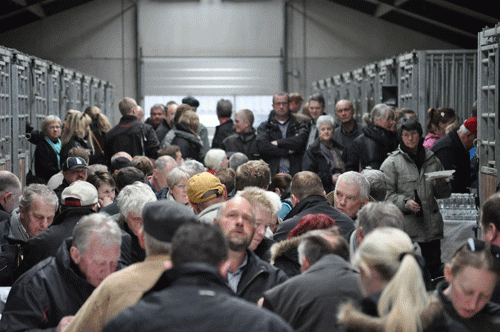 Fra et tidligere Åbent Hus på Stutteri Shadow