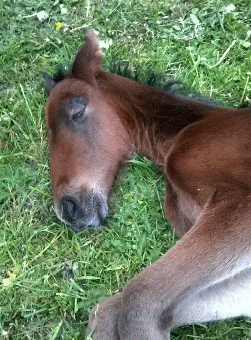 Fra 2027 bliver det mindre attraktivt at opdrætte en svensk hest i Danmark