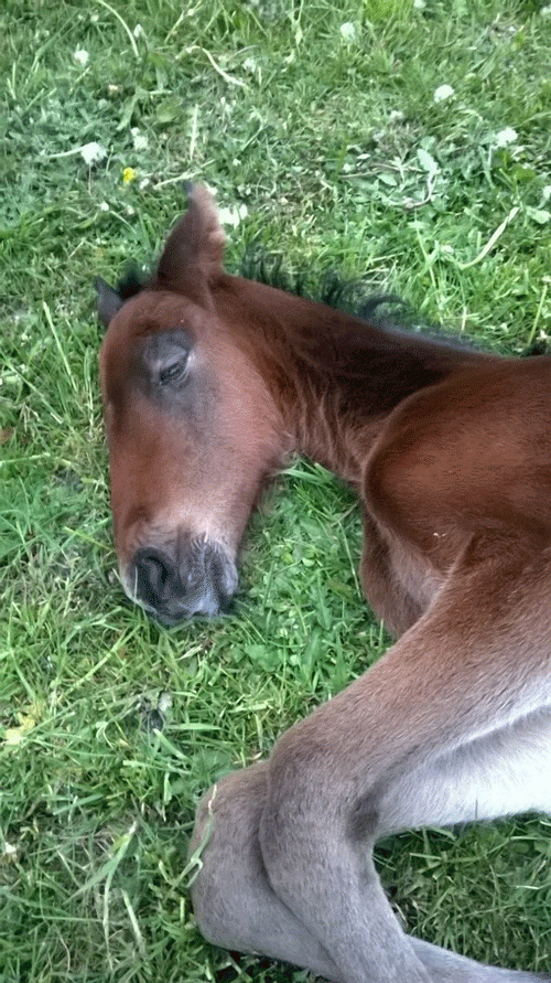 Træt efter velkomsten til den verden.