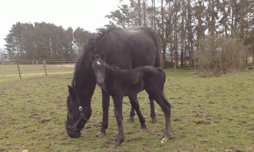 sngularity-hanover-2016