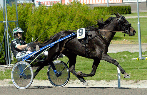 Soffi Nick blev købt tilbage til sin opdrætter Dorthe Christensen. Foto ASVT