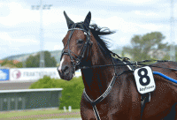 Solvato .- vil gerne til Copenhagen Cup. Foto Kanal 75